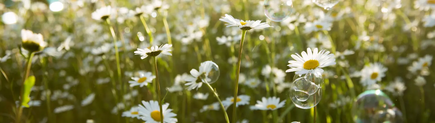 Eine Blumenwiese voller Margeriten. Darüber fliegen Seifenblasen.